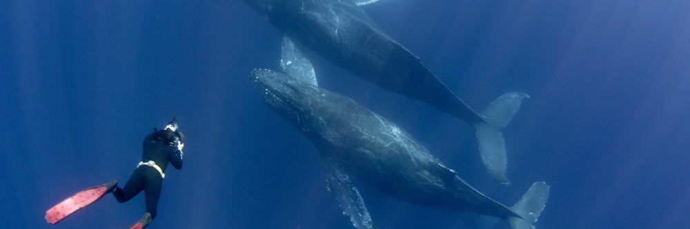 Swim With Whales Tour